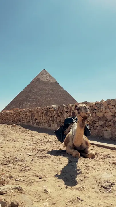 جمل في الصحرا
